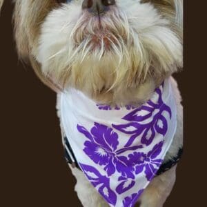 Dog wearing purple floral bandana.